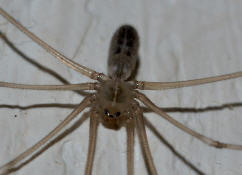 Pholcus phalangioides / Groe Zitterspinne / Webspinnen - Araneae - Zitterspinnen - Pholcidae