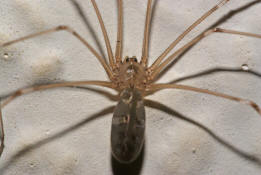 Pholcus phalangioides / Groe Zitterspinne / Webspinnen - Araneae - Zitterspinnen - Pholcidae