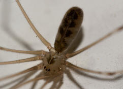 Pholcus phalangioides / Groe Zitterspinne / Webspinnen - Araneae - Zitterspinnen - Pholcidae