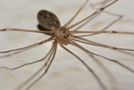 Pholcus phalangioides / Groe Zitterspinne / Webspinnen - Araneae - Zitterspinnen - Pholcidae