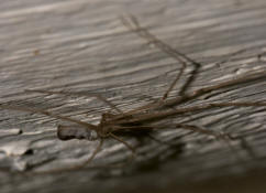 Pholcus phalangioides / Groe Zitterspinne / Webspinnen - Araneae - Zitterspinnen - Pholcidae