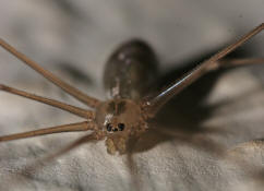 Pholcus phalangioides / Groe Zitterspinne / Webspinnen - Araneae - Zitterspinnen - Pholcidae