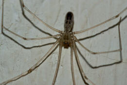 Pholcus phalangioides / Groe Zitterspinne / Webspinnen - Araneae - Zitterspinnen - Pholcidae