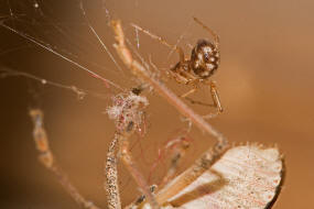 Steatoda triangulosa / Ohne deutschen Namen / Kugelspinnen (Haubennetzspinnen) - Theridiidae / Ordnung: Webspinnen - Araneae