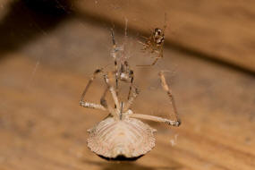 Steatoda triangulosa / Ohne deutschen Namen / Kugelspinnen (Haubennetzspinnen) - Theridiidae / Ordnung: Webspinnen - Araneae