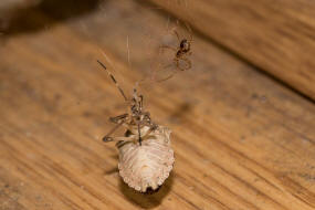 Steatoda triangulosa / Ohne deutschen Namen / Kugelspinnen (Haubennetzspinnen) - Theridiidae / Ordnung: Webspinnen - Araneae