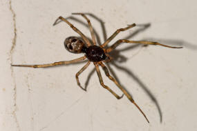 Steatoda triangulosa / Dreiecks-Fettspinne / Kugelspinnen (Haubennetzspinnen) - Theridiidae / Ordnung: Webspinnen - Araneae