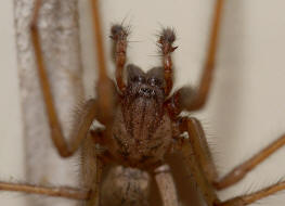 Eratigena atrica (syn. Tegenaria atrica) / Groe Winkelspinne / Hausspinne (reifes Mnnchen mit einer Beinspreite von gut 80mm) / Trichterspinnen - Agelenidae