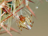 Phylloneta impressa (syn. Theridion impressum) / Braune Kugelspinne / Familie: Haubennetzspinnen - Theridiidae / berfamilie: Radnetzspinnen - Araneoidea / Ordnung: Webspinnen - Araneoidea