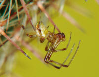 Phylloneta impressa (syn. Theridion impressum) / Braune Kugelspinne / Familie: Haubennetzspinnen - Theridiidae / berfamilie: Radnetzspinnen - Araneoidea / Ordnung: Webspinnen -Araneae