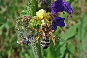 Thomisus onustus / Gehckerte Krabbenspinne / Familie: Krabbenspinnen - Thomisidae / Ordnung: Webspinnen - Araneae