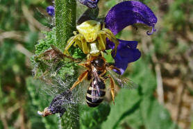 Thomisus onustus / Gehckerte Krabbenspinne / Familie: Krabbenspinnen - Thomisidae / Ordnung: Webspinnen - Araneae