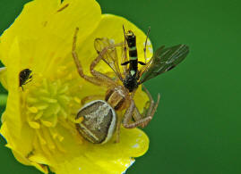 Xysticus ulmi / Sumpfkrabbenspinne / Familie: Krabbenspinnen - Thomisidae / Ordnung: Webspinnen - Araneae (mit einer Halmwespe - Cephidae - als Beute)