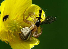 Xysticus ulmi / Sumpfkrabbenspinne / Familie: Krabbenspinnen - Thomisidae / Ordnung: Webspinnen - Araneae (mit einer Halmwespe - Cephidae - als Beute)