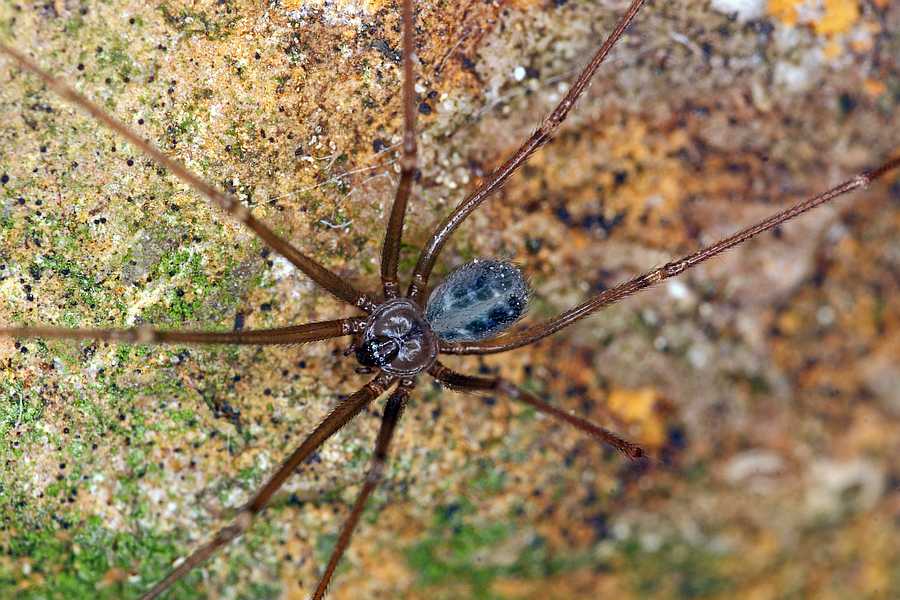 Psilochorus simoni / Ohne deutschen Namen / Zitterspinnen - Pholcidae / Ordnung: Webspinnen - Araneae