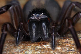 Amaurobius ferox / Kellerspinne / Finsterspinnen - Amaurobiidae / Ordnung: Webspinnen - Araneae