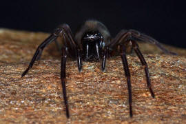 Amaurobius ferox / Kellerspinne / Finsterspinnen - Amaurobiidae / Ordnung: Webspinnen - Araneae