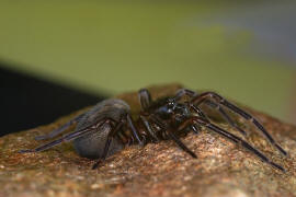 Amaurobius ferox / Kellerspinne / Finsterspinnen - Amaurobiidae / Ordnung: Webspinnen - Araneae