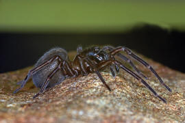 Amaurobius ferox / Kellerspinne / Finsterspinnen - Amaurobiidae / Ordnung: Webspinnen - Araneae