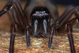 Amaurobius ferox / Kellerspinne / Finsterspinnen - Amaurobiidae / Ordnung: Webspinnen - Araneae