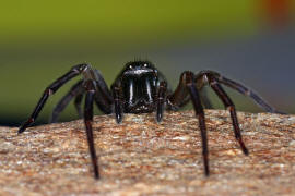 Amaurobius ferox / Kellerspinne / Finsterspinnen - Amaurobiidae / Ordnung: Webspinnen - Araneae