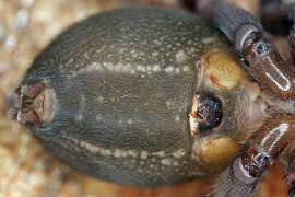 Amaurobius ferox / Kellerspinne / Finsterspinnen - Amaurobiidae / Ordnung: Webspinnen - Araneae