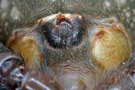 Amaurobius ferox / Kellerspinne / Finsterspinnen - Amaurobiidae / Ordnung: Webspinnen - Araneae