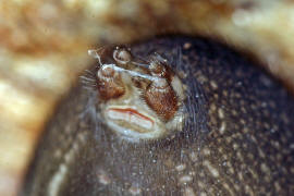 Amaurobius ferox / Kellerspinne / Finsterspinnen - Amaurobiidae / Ordnung: Webspinnen - Araneae