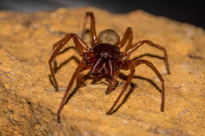 Dysdera crocata / Groer Asseljger / Sechsaugenspinnen - Dysderidae