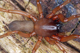 Harpactea rubicunda / Rubinfarbene Sechsaugenspinne / Sechsaugenspinnen - Dysderidae