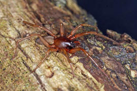 Harpactea rubicunda / Rubinfarbene Sechsaugenspinne / Sechsaugenspinnen - Dysderidae