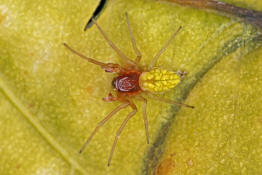 Nigma walckenaeri / Grne Kruselspinne (Mnnchen) / Kruselspinnen - Dictynidae / Ordnung: Webspinnen - Araneae