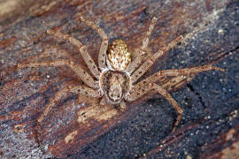 Philodromus spec. / Unbestimmte Flachstrecker / Familie: Laufspinnen - Philodromidae / Ordnung: Webspinnen - Araneae