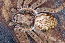 Philodromus spec. / Unbestimmte Flachstrecker / Familie: Laufspinnen - Philodromidae / Ordnung: Webspinnen - Araneae