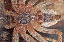 Philodromus spec. / Unbestimmte Flachstrecker / Familie: Laufspinnen - Philodromidae / Ordnung: Webspinnen - Araneae