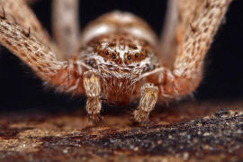 Philodromus spec. / Unbestimmte Flachstrecker / Familie: Laufspinnen - Philodromidae / Ordnung: Webspinnen - Araneae