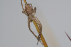 Philodromus albidus oder P. rufus