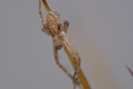 Philodromus albidus oder P. rufus