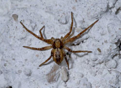 Philodromus spec. / Unbestimmte Flachstrecker / Familie: Laufspinnen - Philodromidae / Ordnung: Webspinnen - Araneae