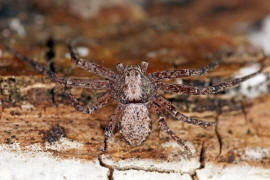 Philodromus spec. / Unbestimmte Flachstrecker / Familie: Laufspinnen - Philodromidae / Ordnung: Webspinnen - Araneae