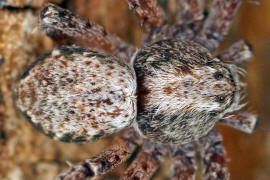 Philodromus spec. / Unbestimmte Flachstrecker / Familie: Laufspinnen - Philodromidae / Ordnung: Webspinnen - Araneae