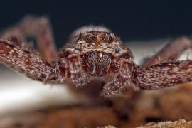 Philodromus spec. / Unbestimmte Flachstrecker / Familie: Laufspinnen - Philodromidae / Ordnung: Webspinnen - Araneae