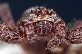 Philodromus spec. / Unbestimmte Flachstrecker / Familie: Laufspinnen - Philodromidae / Ordnung: Webspinnen - Araneae