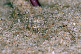 Rhysodromus fallax (syn. Philodromus fallax) / Sandlaufspinne / Laufspinnen - Philodromidae / Ordnung: Webspinnen - Araneae
