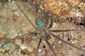 Psilochorus simoni / Ohne deutschen Namen / Zitterspinnen - Pholcidae / Ordnung: Webspinnen - Araneae