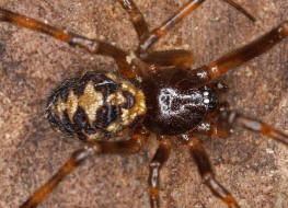 Steatoda triangulosa / Ohne deutschen Namen / Kugelspinnen (Haubennetzspinnen) - Theridiidae / Ordnung: Webspinnen - Araneae