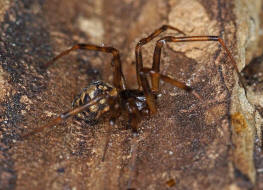 Steatoda triangulosa / Ohne deutschen Namen / Kugelspinnen (Haubennetzspinnen) - Theridiidae / Ordnung: Webspinnen - Araneae