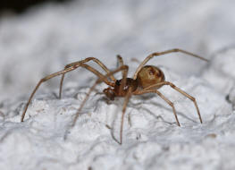 Steatoda triangulosa / Ohne deutschen Namen / Kugelspinnen (Haubennetzspinnen) - Theridiidae / Ordnung: Webspinnen - Araneae