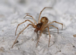 Steatoda triangulosa / Ohne deutschen Namen / Kugelspinnen (Haubennetzspinnen) - Theridiidae / Ordnung: Webspinnen - Araneae