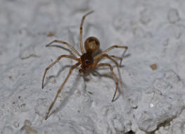 Steatoda triangulosa / Dreiecks-Fettspinne / Kugelspinnen (Haubennetzspinnen) - Theridiidae / Ordnung: Webspinnen - Araneae